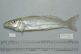 Image of Sand whiting