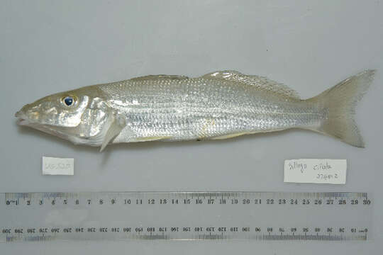 Image of Sand whiting