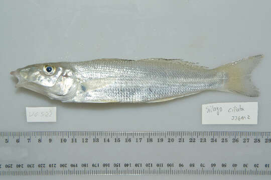 Image of Sand whiting