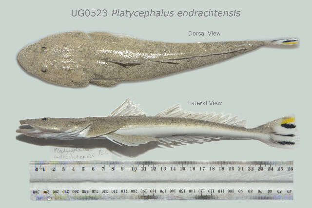 Image of Platycephalus westraliae (Whitley 1938)