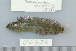 Image of Variable Blenny