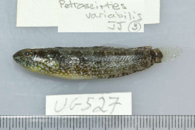 Image of Variable Blenny