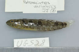 Image of Variable Blenny