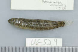 Image of Variable Blenny