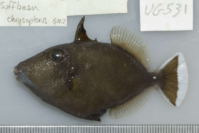 Image of Halfmoon triggerfish