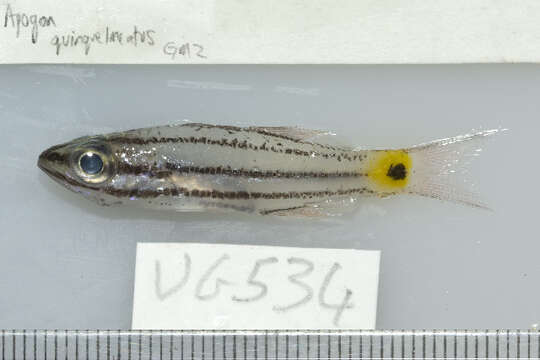 Image of Wolf cardinalfish