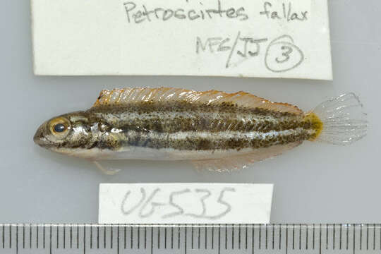 Image of Deceiver Fangblenny