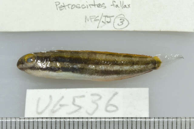 Image of Deceiver Fangblenny