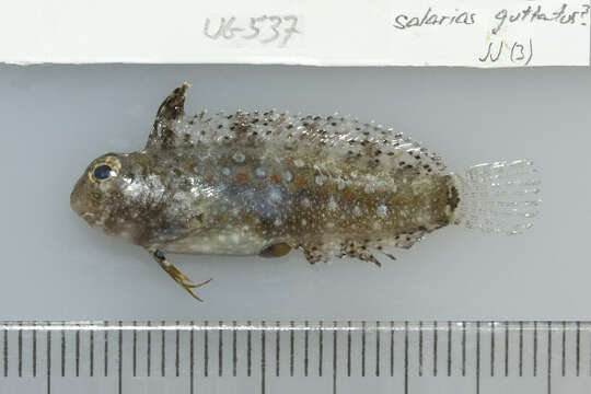 Image of Crested Sabretooth Blenny