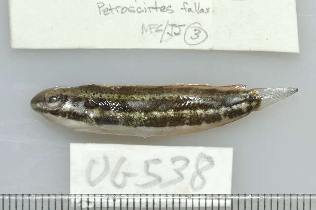 Image of Deceiver Fangblenny