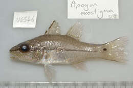 Image of Narrowstripe cardinalfish