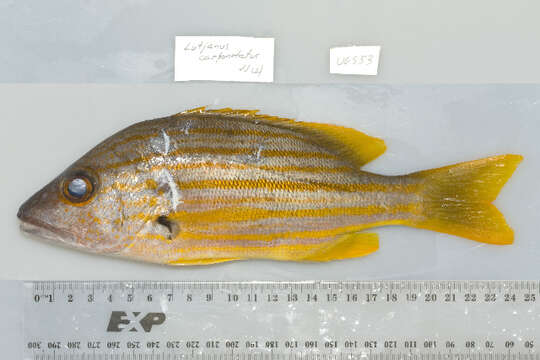 Image of Spanish flag snapper