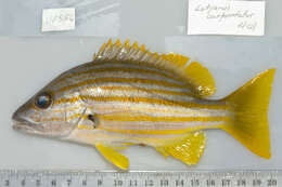 Image of Spanish flag snapper