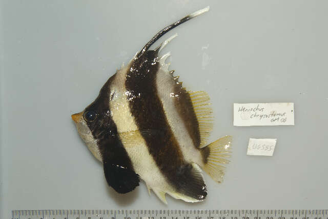 Image of Horned Bannerfish