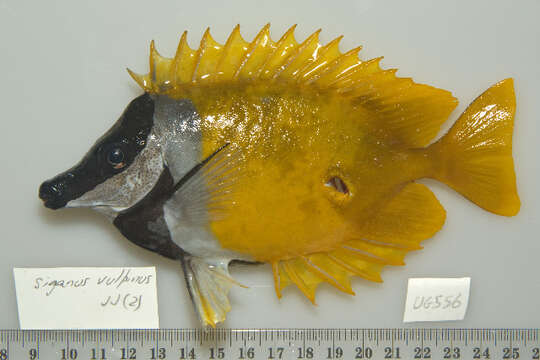 Image of Foxface rabbitfish