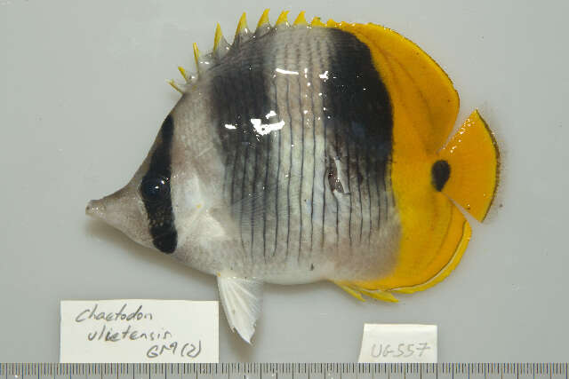 Imagem de Chaetodon ulietensis Cuvier 1831