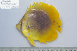 صورة Chaetodon aureofasciatus Macleay 1878