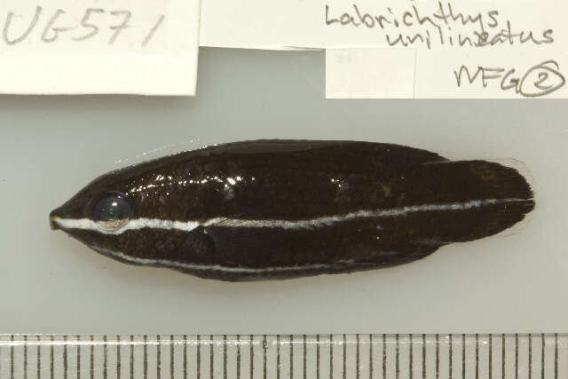 Image of Labrichthys