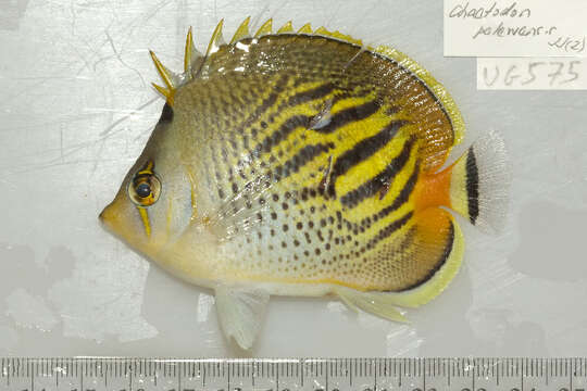 Imagem de Chaetodon pelewensis Kner 1868