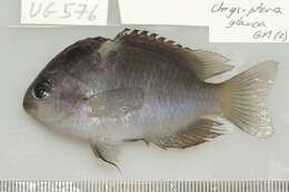 Image of Damselfish