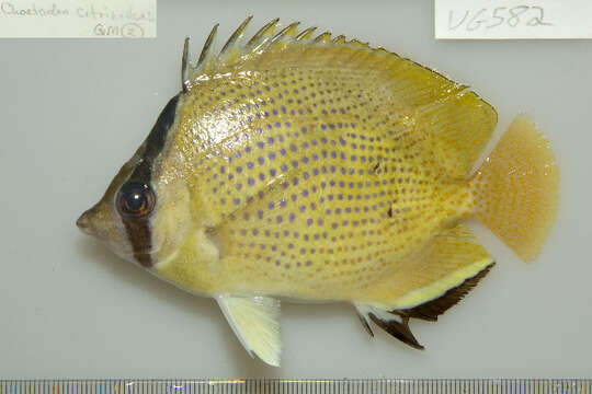 Imagem de Chaetodon citrinellus Cuvier 1831