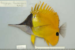 Image of Longnose butterflyfishes