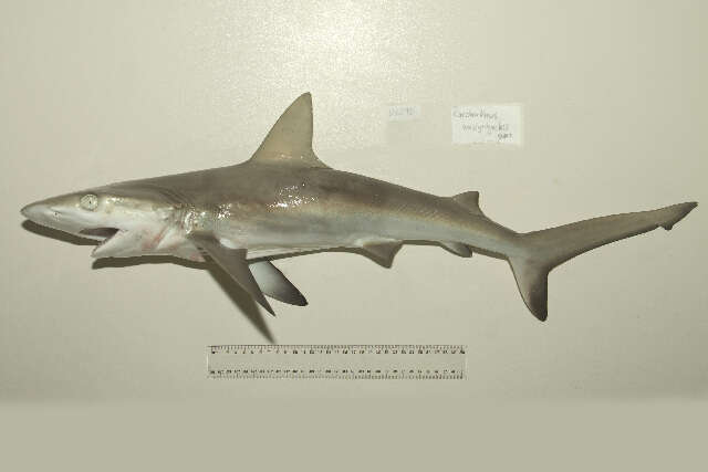 Image of Gray Reef Shark
