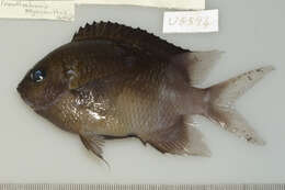 Image of Acanthochromis