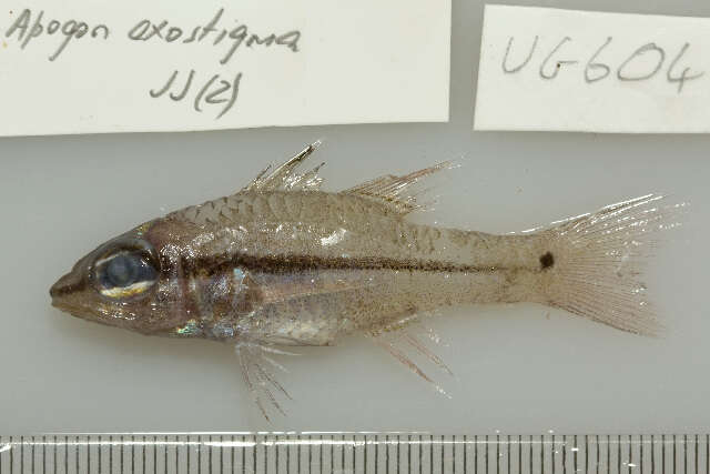 Image of Narrowstripe cardinalfish