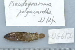 Image of Pseudogramma