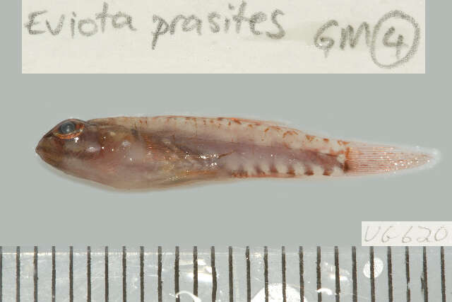 Image of Prasites pygmy goby