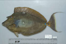 Image of Bluespine Unicornfish