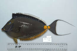 Image of Barcheek Unicornfish