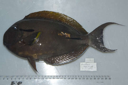 Image of Black-barred Surgeonfish