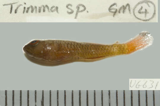 Image of Emery&#39;s goby