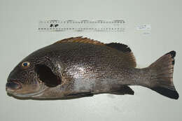 صورة Plectorhinchus albovittatus (Rüppell 1838)