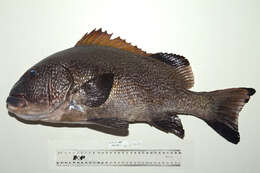 صورة Plectorhinchus albovittatus (Rüppell 1838)