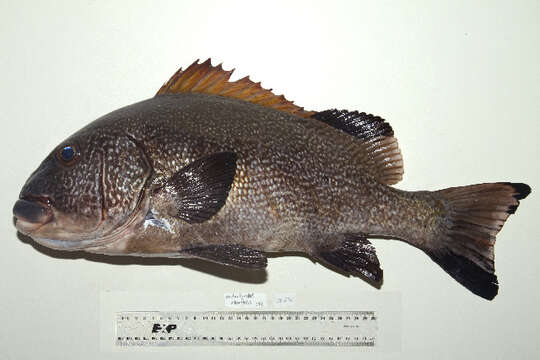 Image of Giant sweetlips