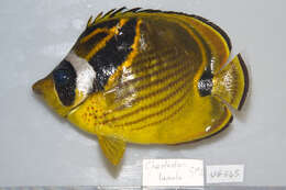 Image of Halfmoon Butterflyfish