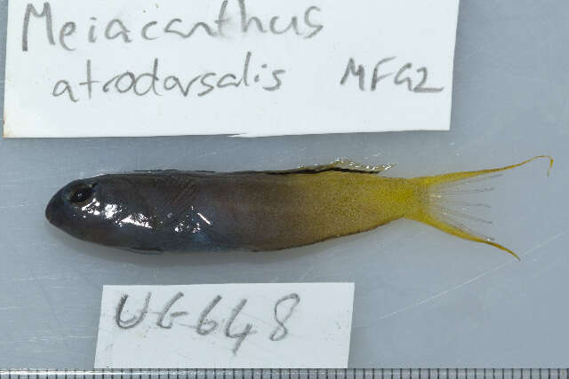 Image of Eye-lash Harptail-Blenny