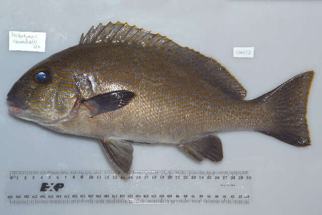 صورة Plectorhinchus flavomaculatus (Cuvier 1830)