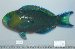 Scarus spinus (Kner 1868) resmi