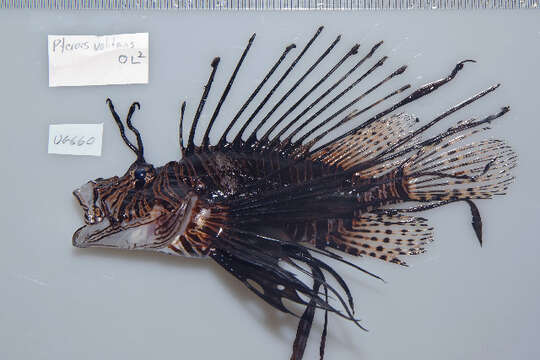 Image of Common lionfish