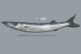 Image of Blackfin barracuda