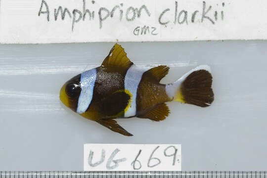 Image of Barrier Reef Anemonefish