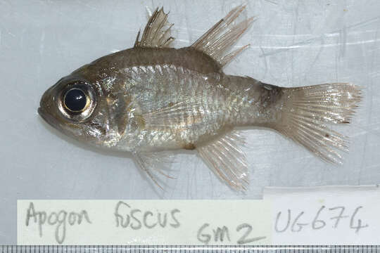 Image of Cardinalfish