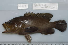 Image of Blue-finned rock cod