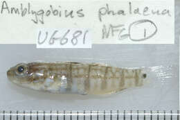 Слика од Amblygobius phalaena (Valenciennes 1837)