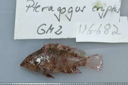 Image of Cryptic wrasse