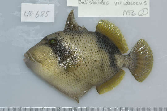 Image of Titan triggerfish